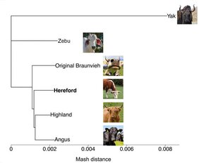 Stammbaum des Hausrinds