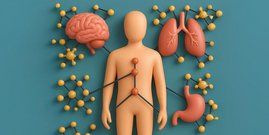 In Organen des menschlichen Körpers fanden ETH-Forschende Teams von Proteinen (gelbe Kugeln), die für das jeweilige Gewebe spezifisch sind. In Organen des menschlichen Körpers fanden ETH-Forschende Teams von Proteinen (gelbe Kugeln), die für das jeweilige Gewebe spezifisch sind.