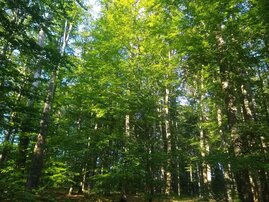 Buchen im Steigerwald 