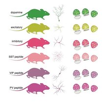 genetisch veränderte Mäuse, bei denen die verschiedenen Zelltypen fluoreszenzmarkierte Synapsen aufwiesen, die gereinigt werden konnten.