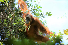 Orang Utan