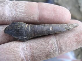 Einer der robusten Zähne von Bagualia alba kurz nach dem Fund.  