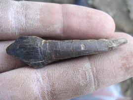 Einer der robusten Zähne von Bagualia alba kurz nach dem Fund.  