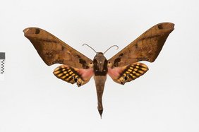 Ein präparierter Falter aus der Familie der Schwärmer (Sphingidae). 