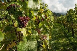 Weinreben am Weinberg