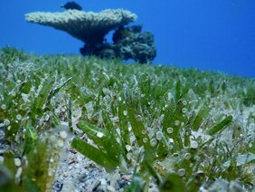 Benthische Großforaminiferen leben in flachen Gewässern 