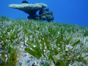 Benthische Großforaminiferen leben in flachen Gewässern 