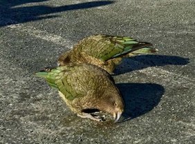 Papageien auf einer asphaltierten Straße.