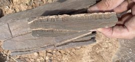 Marmorprobe aus Namibia: Ausgehend von zwei mit hellem Krustenkalk gefüllten Spalten sind die Röhrchen in paralleler Anordnung nach unten gewachsen