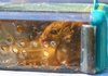 Eine Hausmaus in der Falle, die Wissenschaftler Emanuel Heitlinger auf Bauernhöfen aufgestellt hat Eine Hausmaus in der Falle, die Wissenschaftler Emanuel Heitlinger auf Bauernhöfen aufgestellt hat