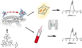 Der Spinlabel (unten links) wird an das Protein YopO angebracht und das erhaltene Konstrukt (oben links) sowohl in intakten Zellen als auch im Reagenzglas untersucht. Aus Messungen der Abstände zwischen den Spinlabeln (rot gezeichnet) wird deutlich, dass in zellulärer Umgebung eine andere Struktur vorliegt als unter künstlichen Bedingungen