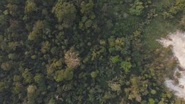 Luftbild, das die Vielfalt der Abholzung und der Regenerationsprozesse tropischer Wälder in Ghana verdeutlicht. Luftbild, das die Vielfalt der Abholzung und der Regenerationsprozesse tropischer Wälder in Ghana verdeutlicht.