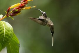  fehlendes Stoffwechselgen  Kolibris