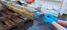 Blauer Serpentinitschlamm von einem neu entdeckten Schlammvulkan im Schwerelot. Die Proben wurden jetzt von einem Team untersucht, um die Überlebensstrategien von Mikroorganismen zu entschlüsseln.   Blauer Serpentinitschlamm von einem neu entdeckten Schlammvulkan im Schwerelot.