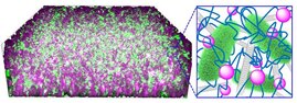 Die Bakterien (grün) sind in einem Kompositmaterial aus Kohlenstoff-Nanoröhrchen (grau) und Kieselsäure-Nanopartikeln (lila) verwoben mit DNA (blau) eingebettet. 