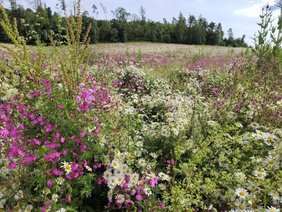 blühende Wiese aus Lichtnelken, Wiesen-Margerite, Wilder Möhre und Wilder Karde