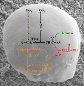 Methanogenese