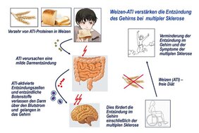 weizenhaltige Ernährung kann die Erkrankungssymptome bei MS verstärken 