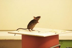   Eine Hausmaus, die auf einem Nistkasten steht und ihre Umgebung erkundet.