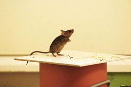   Eine Hausmaus, die auf einem Nistkasten steht und ihre Umgebung erkundet.