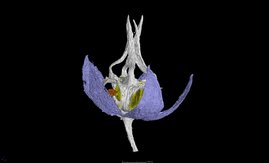 15 Millionen Jahre alte Lianen-Blüten 15 Millionen Jahre alte Lianen-Blüte