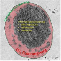 Ignicoccus hospitalis