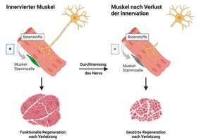 Schematische Darstellung des Genesungsprozesses 