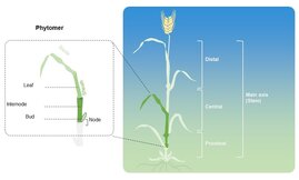 Ein Phytomer (links) von der Hauptkörperachse eines vegetativen Halms bei Gerste (gezeichnet nach Forster et al., Ann Bot. 2007). Rechts ein Haupthalm von Gerste, der in drei Zonen unterteilt werden kann (distal, zentral und proximal).