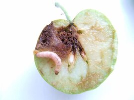 Eine mit CpGV infizierte Larve des Apfelwicklers in einem geschädigten Apfel. 