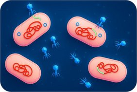 Mobile genetische Elemente nutzen einen Jumbo-Phagen zum Transfer zwischen Bakterienzellen. Dargestellt sind die Bakterien DNA in rot, die mobilen genetischen Elemente in grün und die Jumbo-Phagen in blau.