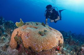 Riesenkoralle Siderastrea siderea am Riff von Caye d'Olbian