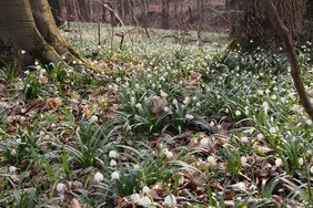 Waldlichtung mit Bäumen und Märzenbecher im Isserstedter Forst 