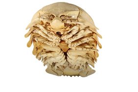 Unterseite des Außenskeletts der neu entdeckten Riesenassel Bathynomus tuebingoborikensis mit zahlreichen Beinpaaren.