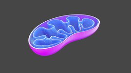 Mitochondrien übertragen Signale im Immun- und Nervensystem