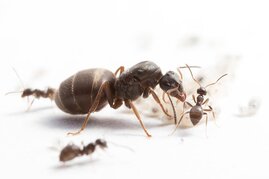 Königin, Arbeiterinnen und Larven der Schwarzen Wegameise Lasius niger