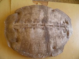 Fossiler Schildkrötenpanzer