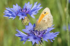 Kornblume als Nektarquelle für Insekten