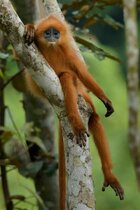 Marinenlangur sitzt auf einem Ast