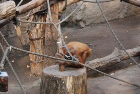 Das Orang-Utan-Weibchen Padana im Leipziger Zoo