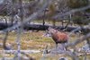 Das internationale Forschungsteam analysierte GPS-Bewegungsdaten von Wildtieren und verknüpfte diese mit hochauflösenden Satellitenkarten, um zu verstehen, wie die Tiere gestörte Waldflächen nutzen. Rothirsch auf einer Lichtung