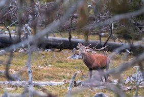 Das internationale Forschungsteam analysierte GPS-Bewegungsdaten von Wildtieren und verknüpfte diese mit hochauflösenden Satellitenkarten, um zu verstehen, wie die Tiere gestörte Waldflächen nutzen. Rothirsch auf einer Lichtung
