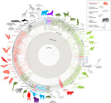 Die Studie untersuchte über 1000 Säugetiere, um herauszufinden, wie sich die relative Gehirngröße im Laufe der Evolution verändert hat