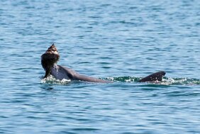 Beim «Shelling» jagen Delfine einen Fisch ins leere Gehäuse einer Riesenschnecke. Diese befördern sie an die Wasseroberfläche, wo sie den Fisch in ihr Maul schütteln. 