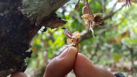 Eine Kakaoblüte wird von einer winzigen parasitären Wespe besucht. 