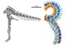 Computermodell der Beweglichkeit des Schwanzes von Giraffatitan brancai