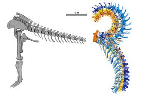Computermodell der Beweglichkeit des Schwanzes von Giraffatitan brancai