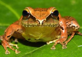 Froschart Pristimantis nebulosus aus der Cordillera Azul in Peru