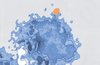 Pseudokoloriertes Elektronenmikroskopiebild einer Makrophage (blau), die Mikroplastik (orange) aufnimmt