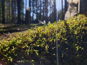 Mit Moos bedeckter Waldboden.  