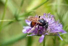 Schweizer Flora